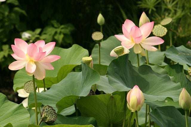 lotus plant care