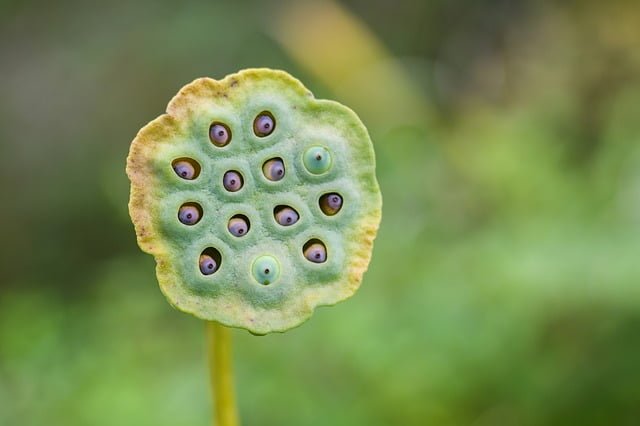 lotus seeds head