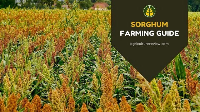 Sorghum Farming Guide: How To Cultivate Sorghum