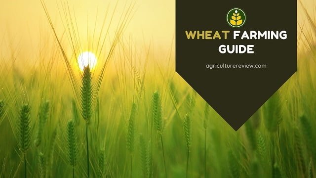 Expertise Guide On Wheat Farming To Increase Yield!