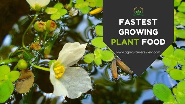 fastest growing plant food