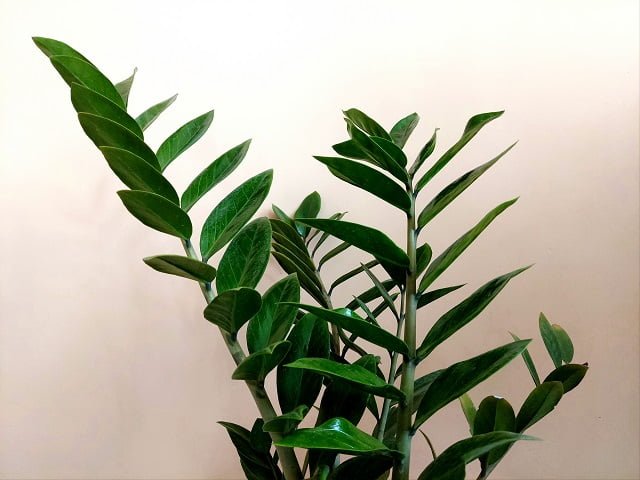 zz plant