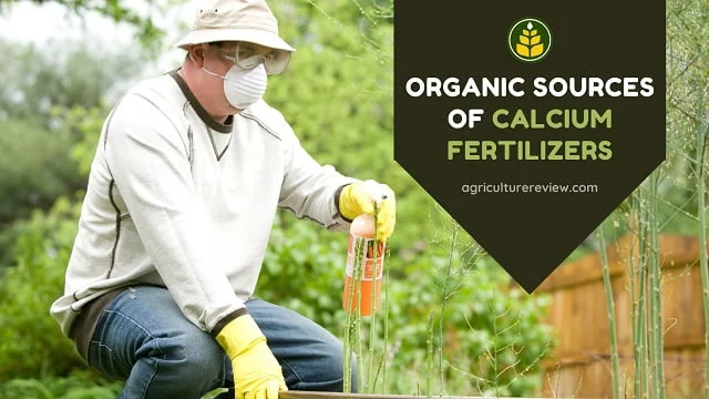 Organic Sources Of CALCIUM FERTILIZERS For Plants!