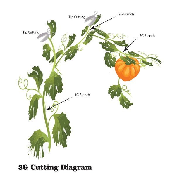 3g cutting diagram