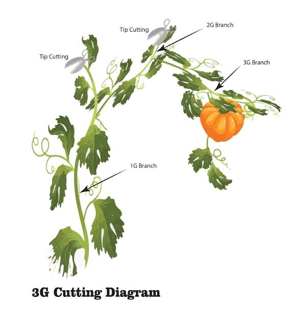 3g cutting diagram