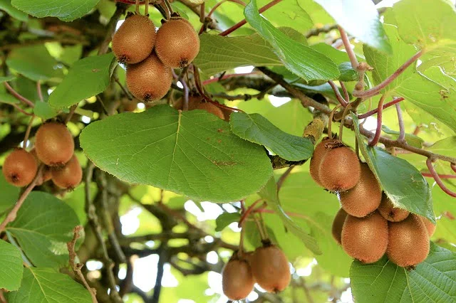 planta de frutas kiwi