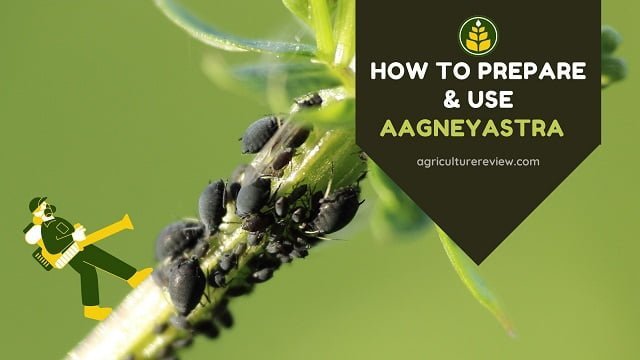 How To Prepare & Use  Aagneyastra Organic Pesticide