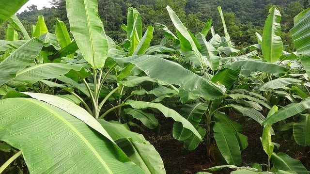 banana farm