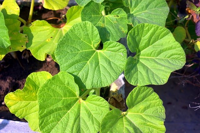 bottle gourd plant