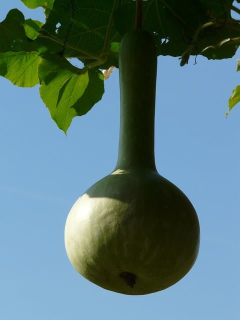 bottle gourd