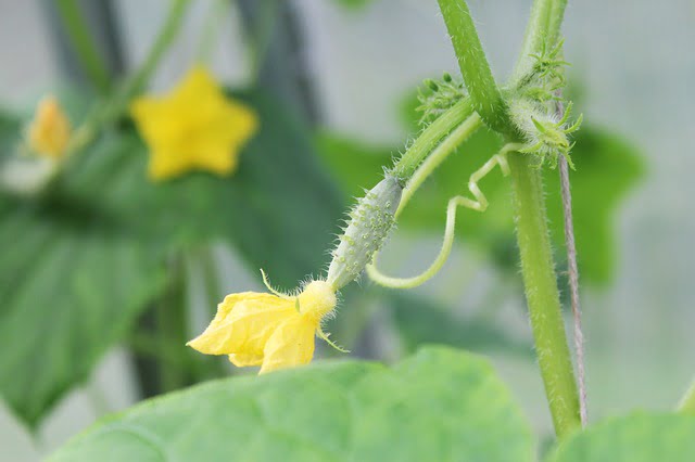 cucumber flower