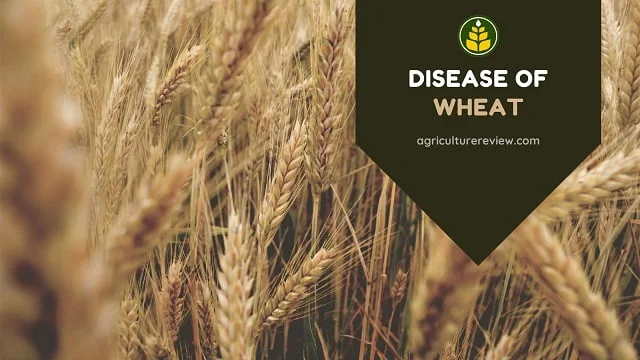 DISEASE OF WHEAT: Get To Know Everything About Wheat Diseases