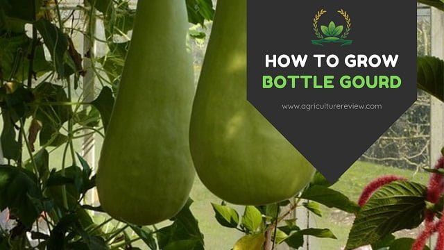 how to grow bottle gourd