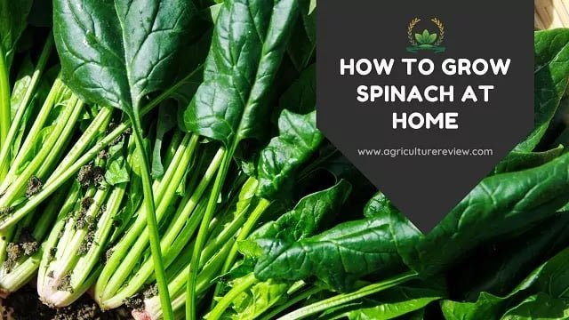 HOW TO GROW SPINACH AT HOME: Step by step guide