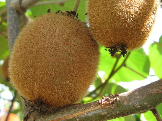 kiwi fruit