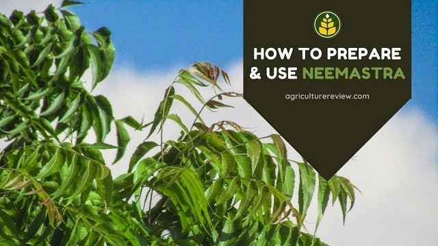 NEEMASTRA: How To Prepare And Use Neemastra Organic Pesticide