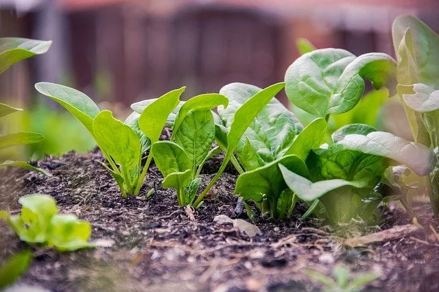 spinach plant
