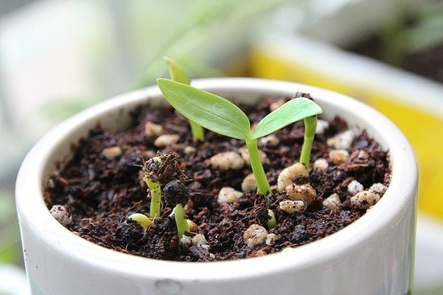 spinach seedlings