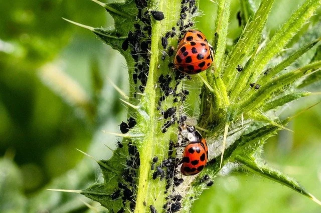 aphids on plants,