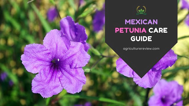 Care Of Mexican Petunia: How To Care For Mexican Petunia