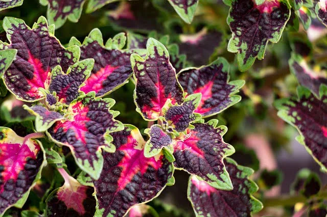 coleus plant care, care for coleus plant, how to grow coleus,