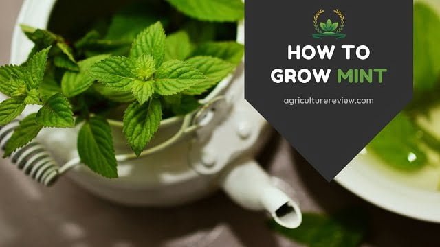 HOW TO GROW MINT PLANT