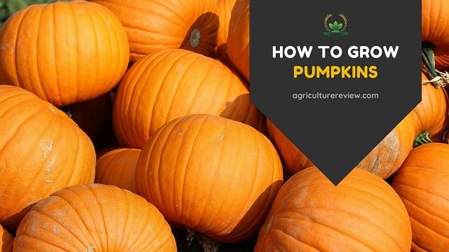 how to grow pumpkins