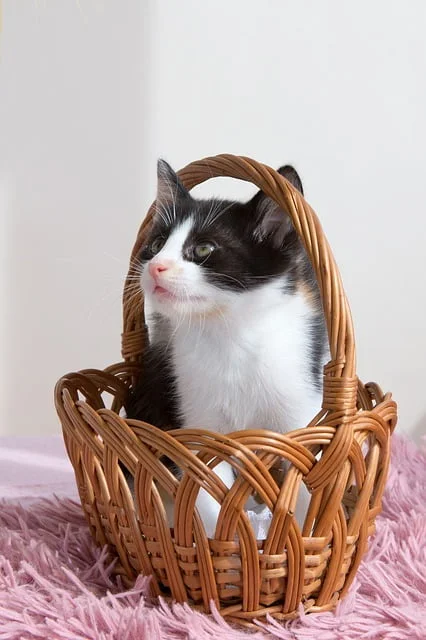 how to keep cats away from the garden