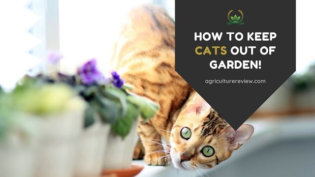 keep cats out of garden