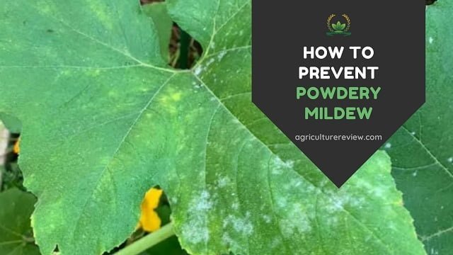 w to prevent powdery mildew