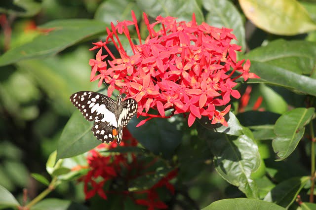 ixora plant care, ixora care