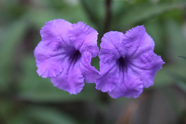 mexican petunias, mexican petunia flower