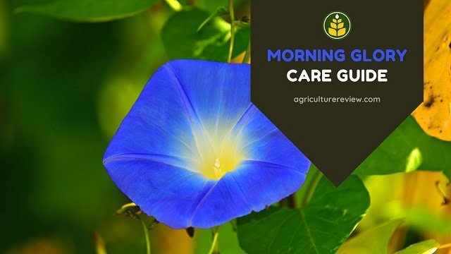 Morning Glory Care: How To Grow And Care For Morning Glory