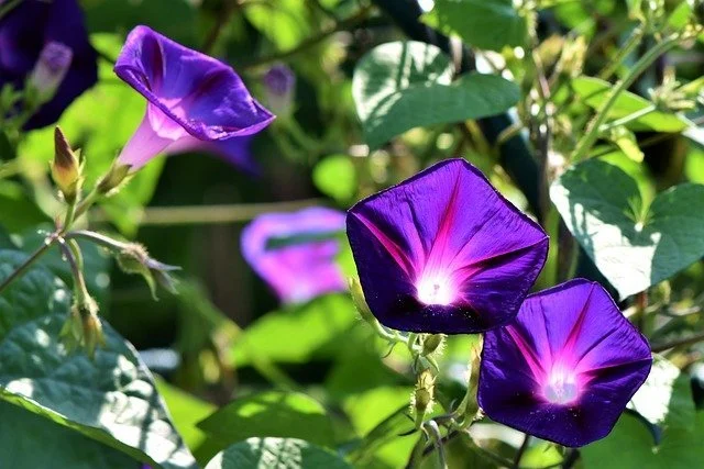 morning glory plant, morning glory flower, morning glory care