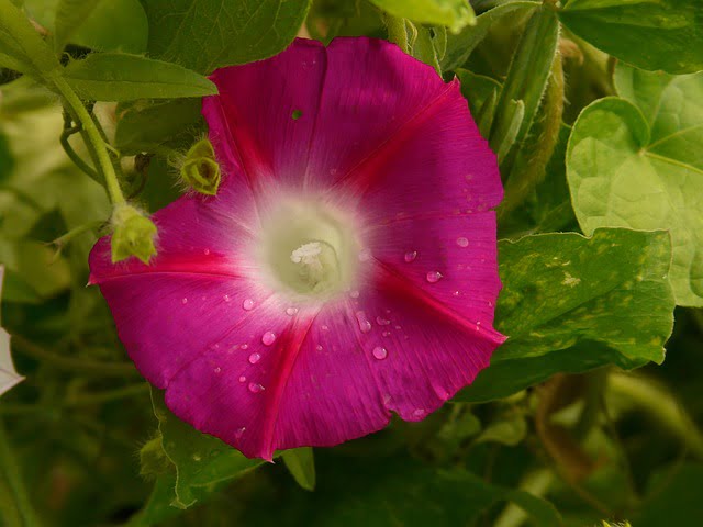 morning glory, pink morning glory