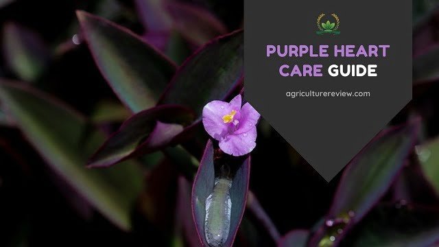 PURPLE HEART CARE: How To Grow And Care For Purple Heart