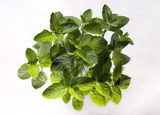 spearmint, mint plant, mint