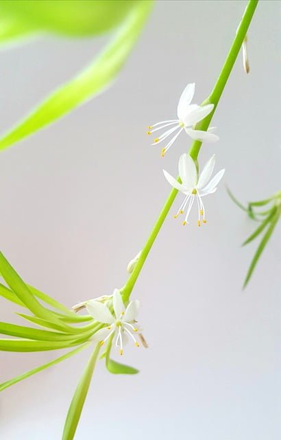 spider plant flower