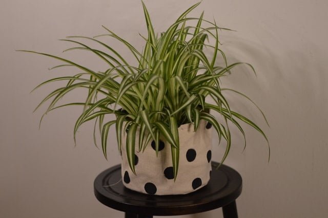 Spider plant, spider plant care, spider plant propagation