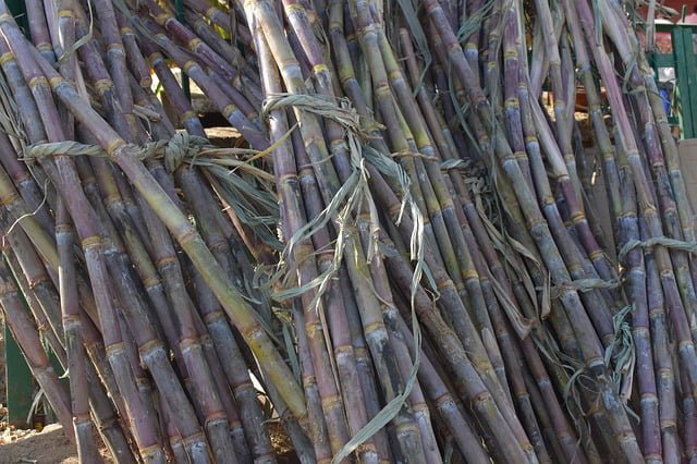 harvested sugarcane