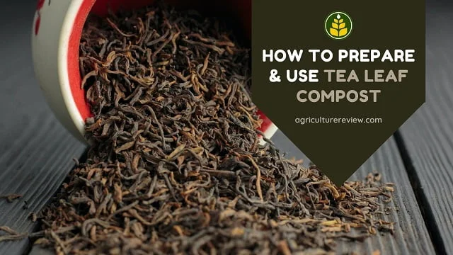 How To Prepare & Use Tea Leaves As Compost