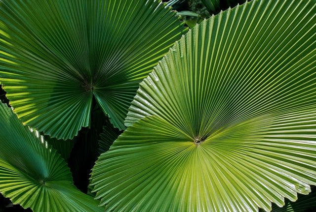 palm plant, fan palm plant