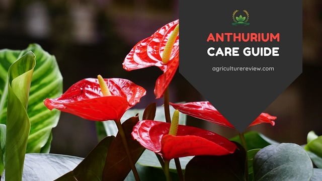 anthurium care, how to grow anthurium, anthurium