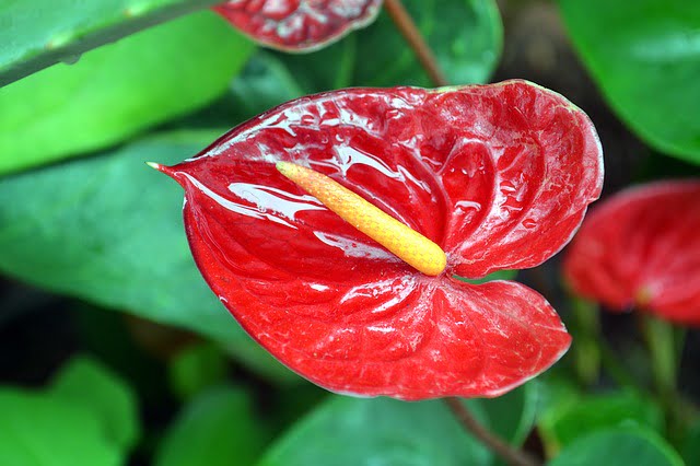 anthurium flower, anthurium, houseplant, agriculture review