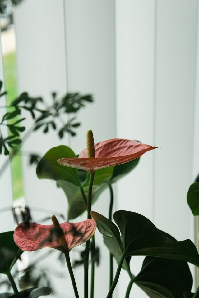 anthurium plant, anthurium flower