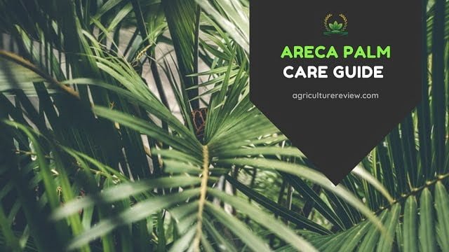 ARECA PALM CARE: How To Grow And Care For Areca Palm