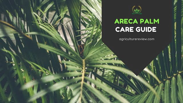 areca palm