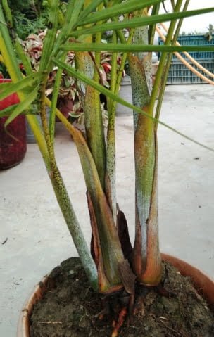 areca palm offshoots