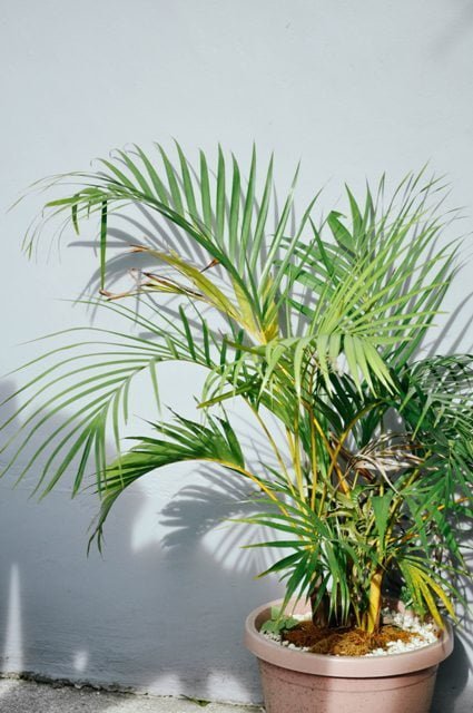 areca palm plant, how to grow areca palm