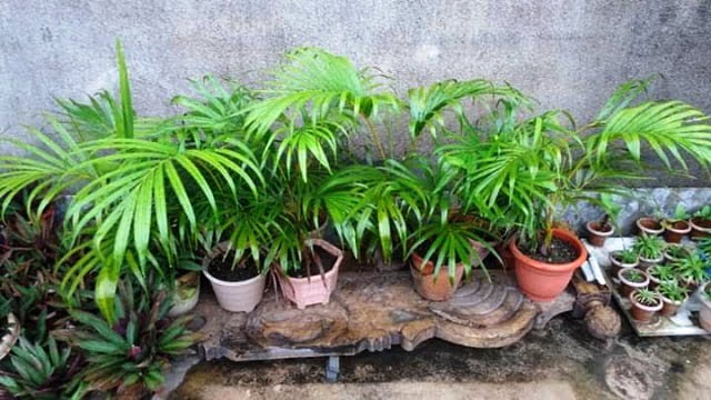 areca palm plants